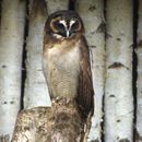 Image of Brown Wood Owl
