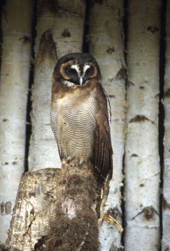 Image of Brown Wood Owl