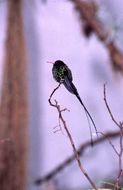 Image of Red-billed Streamertail