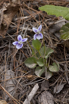 Image of Ponderosa violet