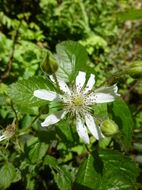 Image of California blackberry