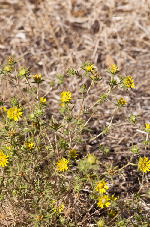 Image of Fitches Spikeweed