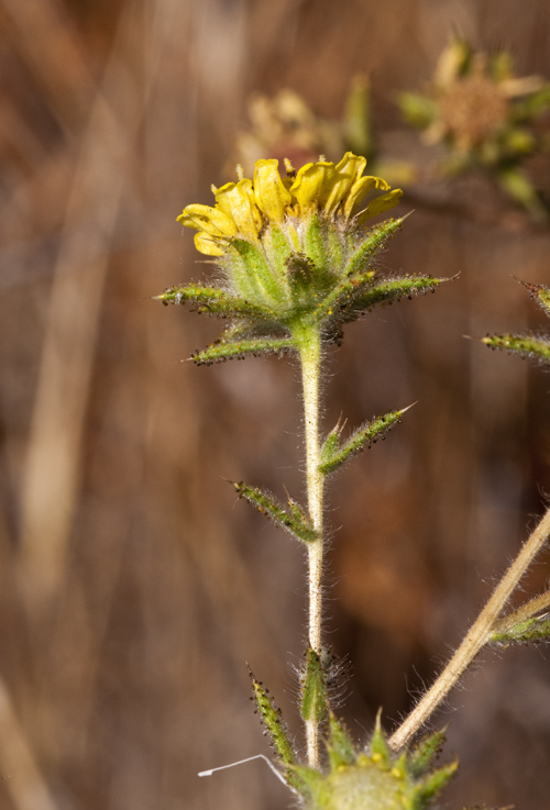 Image of Fitches Spikeweed