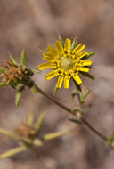 Image of Fitches Spikeweed