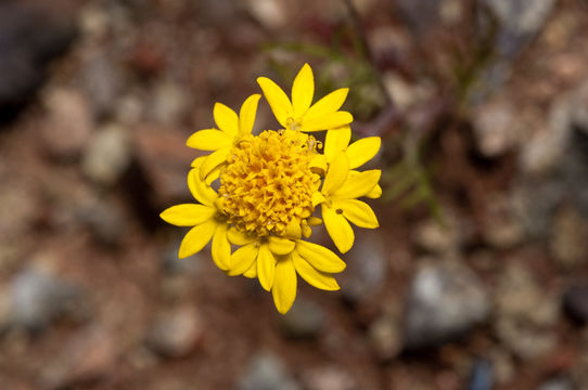 Image of yellow pincushion