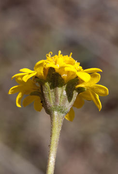 Image of yellow pincushion