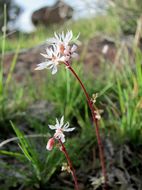 Lithophragma glabrum Nutt. ex Torr. & Gray resmi