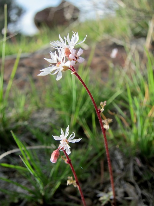 Sivun Lithophragma glabrum Nutt. ex Torr. & Gray kuva