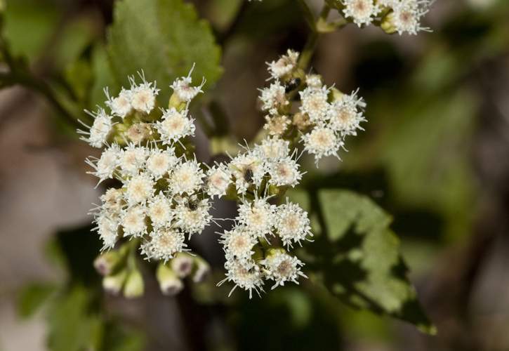 Image of Ageratina areolaris (DC.) D. Gage ex B. L. Turner