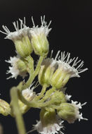 Image of Ageratina areolaris (DC.) D. Gage ex B. L. Turner