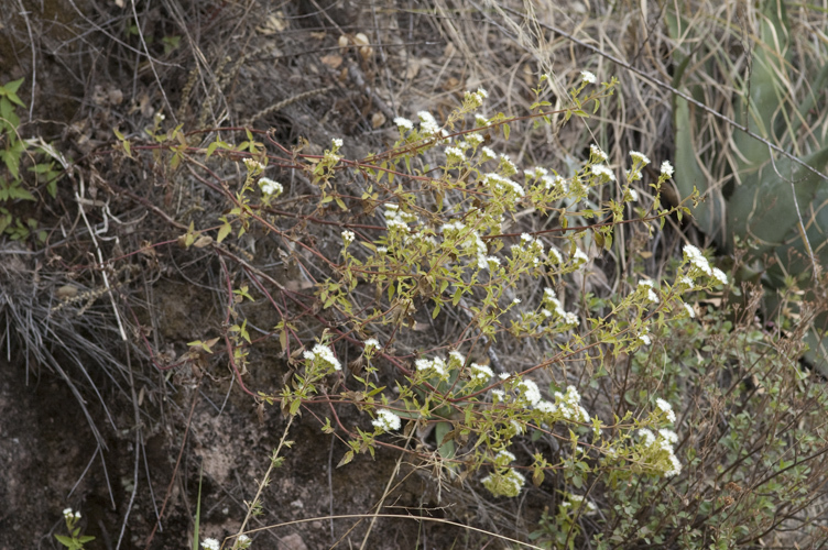 صورة Ageratina paupercula (A. Gray) R. King & H. Rob.