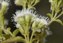 صورة Ageratina paupercula (A. Gray) R. King & H. Rob.