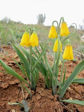 Image of Yellow Bell