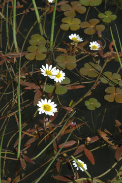 Image of Jaegeria glabra (S. Wats.) B. L. Robinson