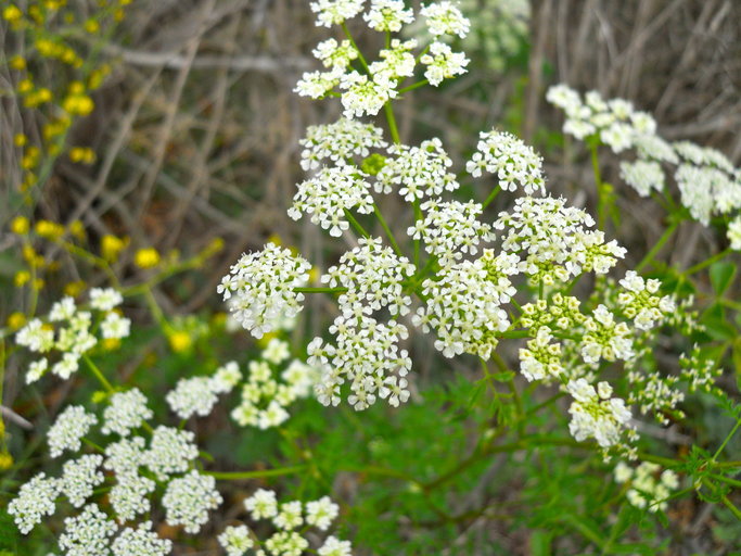 Image of hemlock