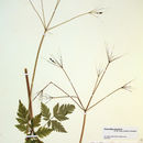 Image of Purple Sweet-Cicely