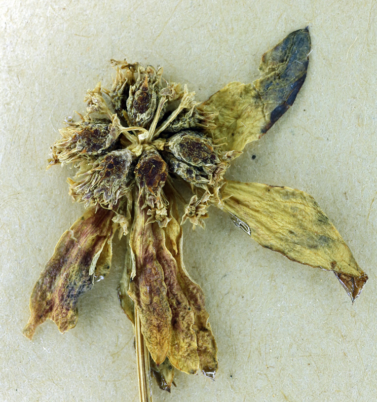 Image of Bear's-foot Sanicle