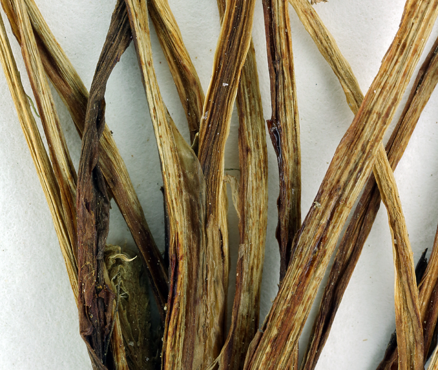 Image of sharptooth blacksnakeroot