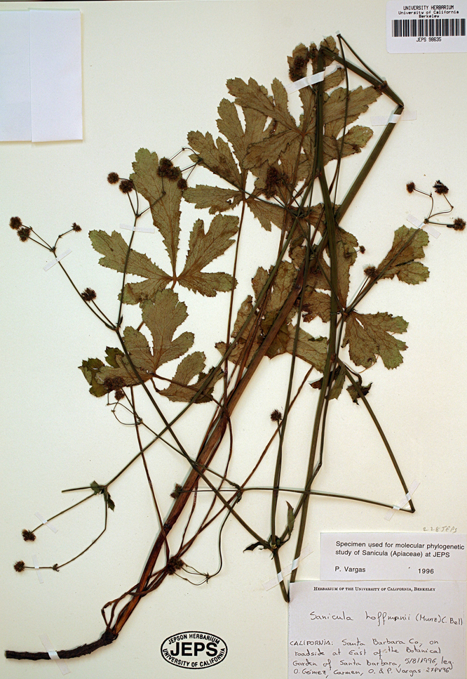 Image of Hoffmann's blacksnakeroot