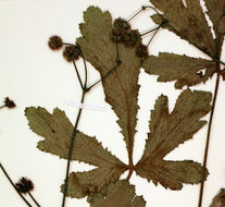 Image of Hoffmann's blacksnakeroot