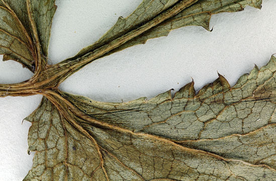 Image of Hoffmann's blacksnakeroot