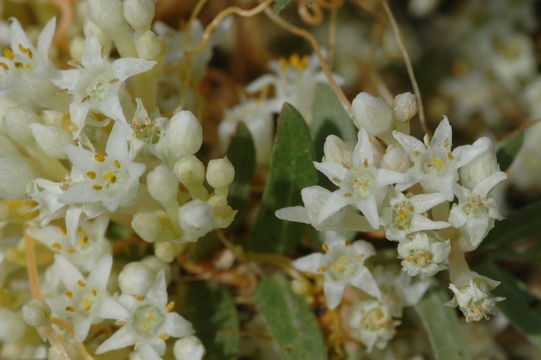 Image of flatglobe dodder