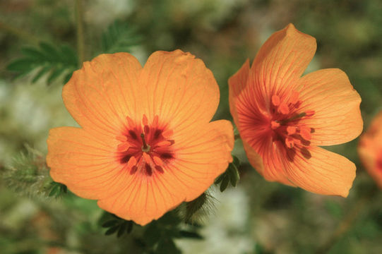 Image de Kallstroemia grandiflora Torr. ex A. Gray