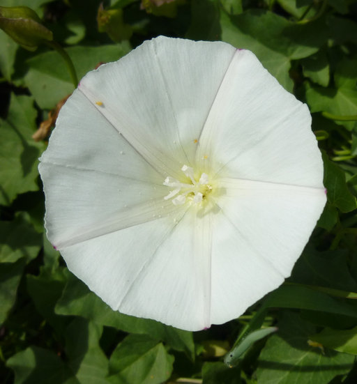 Image of island false bindweed