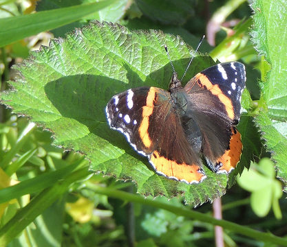 Imagem de Vanessa atalanta Linnaeus 1758