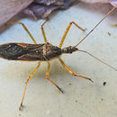 Image of Leafhopper Assassin Bug