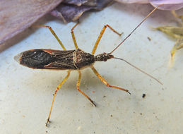 Image of Leafhopper Assassin Bug