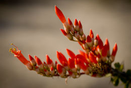 Image of ocotillo