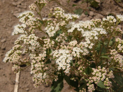 Image of Ageratina areolaris (DC.) D. Gage ex B. L. Turner