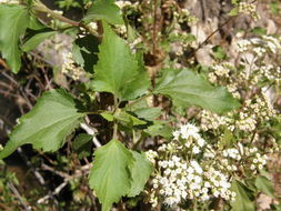 صورة Ageratina areolaris (DC.) D. Gage ex B. L. Turner