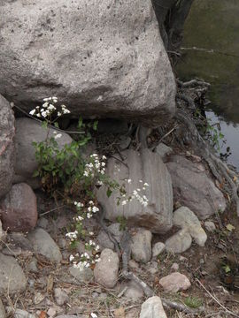 Image of Ageratina areolaris (DC.) D. Gage ex B. L. Turner