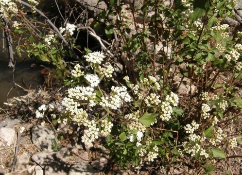 Image of Ageratina areolaris (DC.) D. Gage ex B. L. Turner