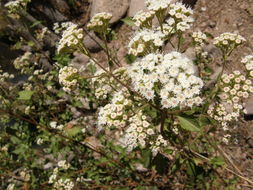 Image of Ageratina areolaris (DC.) D. Gage ex B. L. Turner