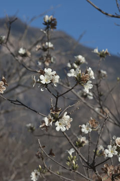 Image of Cordia sonorae N. E. Rose