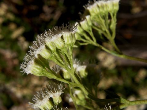 Image de Ageratina areolaris (DC.) D. Gage ex B. L. Turner