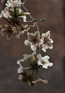 Image de Cordia sonorae N. E. Rose