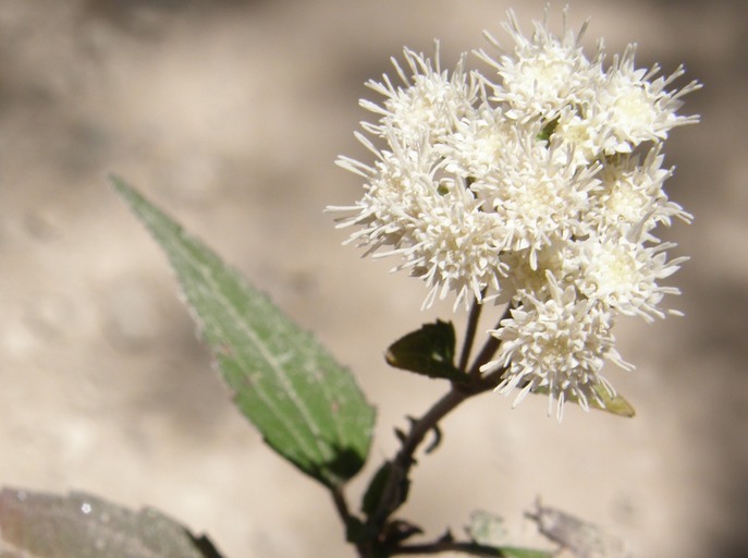 صورة Ageratina paupercula (A. Gray) R. King & H. Rob.