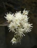 صورة Ageratina paupercula (A. Gray) R. King & H. Rob.