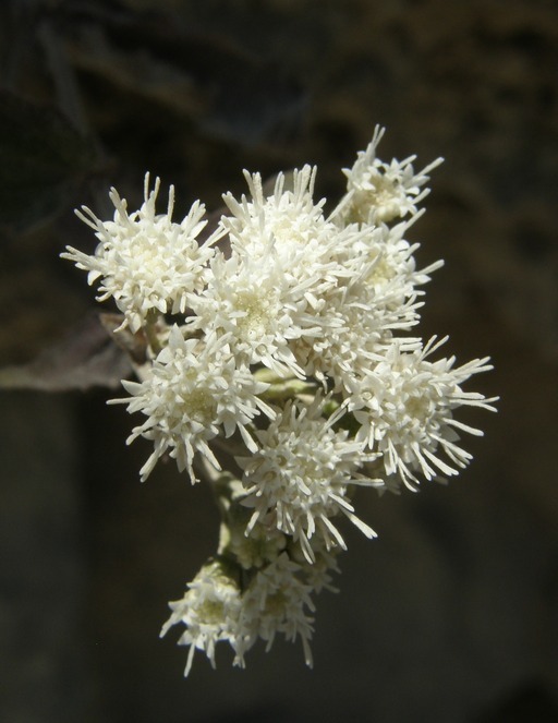 صورة Ageratina paupercula (A. Gray) R. King & H. Rob.