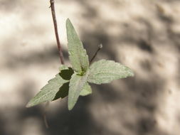 صورة Ageratina paupercula (A. Gray) R. King & H. Rob.