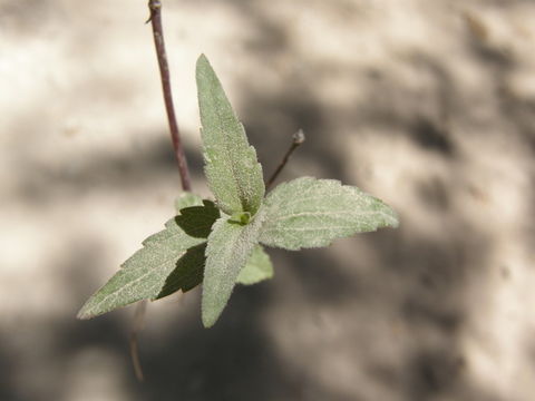 Image of Santa Rita snakeroot