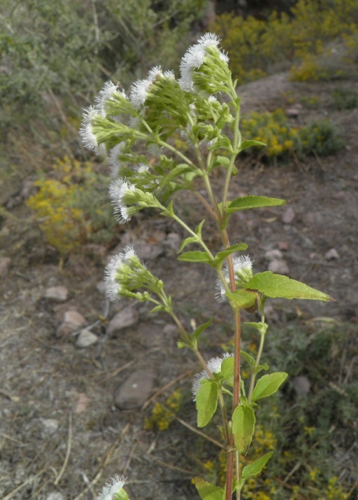 صورة Ageratina paupercula (A. Gray) R. King & H. Rob.