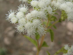 صورة Ageratina paupercula (A. Gray) R. King & H. Rob.