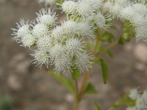 صورة Ageratina paupercula (A. Gray) R. King & H. Rob.