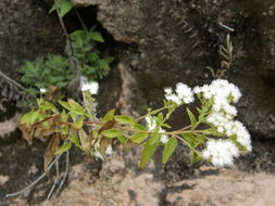 صورة Ageratina paupercula (A. Gray) R. King & H. Rob.