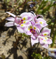 Image of Harlequin Calico-Flower